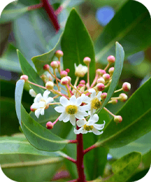 Catuaba bark extract in ProtoFlow